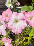 10+ or 25+ Chiffon Pink Petunia seeds seeds bulk