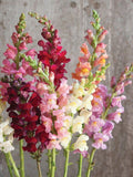 50+ Mixed Colours Anirrhinum Majus Snapdragon seeds flower spore