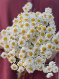 100+ Double Feverfew Seeds: Cutflower, Pollinator Favorite flower seeds