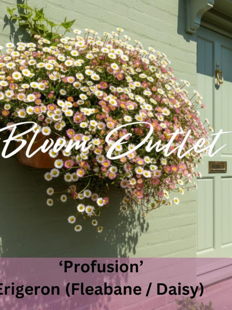 Erigeron karvinskianus Seeds - PROFUSION - BULK Ð 1,000 Seeds Mexican Fleabane / Santa Barbara Daisy Ð Blooms First Year Ð No Cold Required seeds bulk