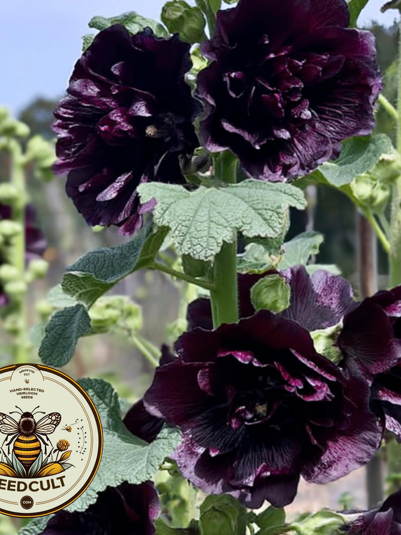 NEW! Double Black Hollyhock Seeds, Nigra Alcea Rosea AL9310 flower seeds