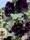 NEW! Double Black Hollyhock Seeds, Nigra Alcea Rosea AL9310 flower seeds
