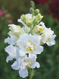 10 or 25 Chantilly White Snapdragon seeds(Antirrhinum majus) flower spore