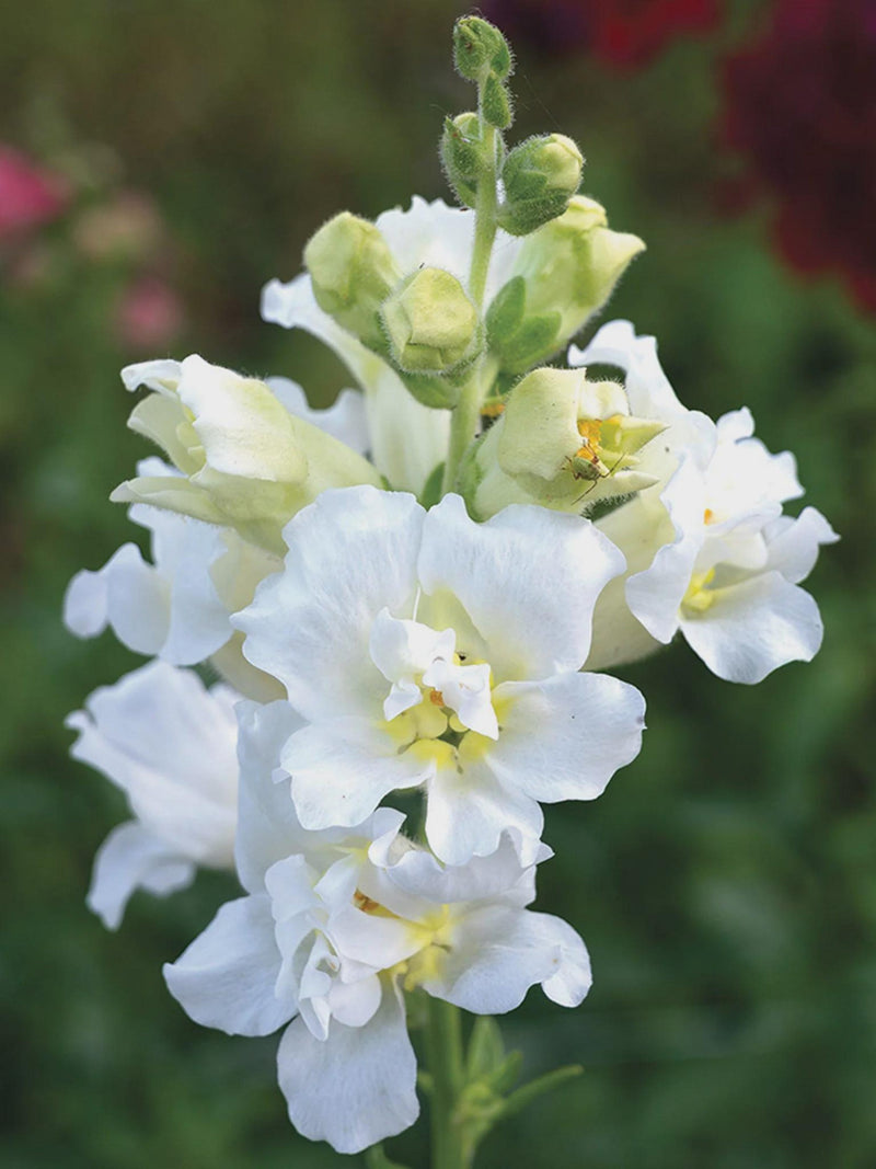 10 or 25 Chantilly White Snapdragon seeds(Antirrhinum majus) seeds bulk