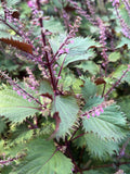 Hojiso Perilla Seeds - Bicolored Shiso Variant seeds bulk