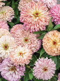 10 or 20 Pastel Shades Zinnia Elegans Seeds/Ballerina style/ Pastel bouquets flower seeds