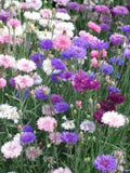 Cornflower Mix colours. 30 seeds . Exellent cut flowers . Full sun seeds bulk