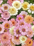 25+ Zinnia Cresto Peaches & Cream Mix Seeds /  Zinnia elegans / Cottage Garden Flower / English Garden / (GM3) F flower seeds