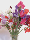 10 or 25 Seeds Sweet Peas Late Spencer Mix seeds bulk