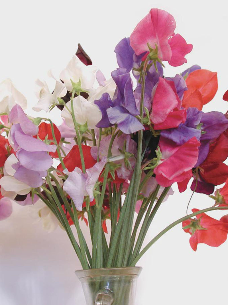 10 or 25 Seeds Sweet Peas Late Spencer Mix flower seeds