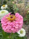 15 or 30 "Pretty in Pink" Mixed Zinnia Seeds seeds bulk
