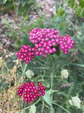 50+ 0r 100+ Yarrow Seeds (Mixed Pinks) seeds bulk
