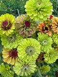 Tall Zinnia Seeds - 25 Seeds, Double Blooms, Long Blooming, Cut Flower, Easy to Grow, Flowers Large flower seeds
