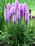30+ Dense Blazing Star Seeds / Liatris Spicata  / Gayfeather / Perennial Plant / (G133) FSF seeds bulk