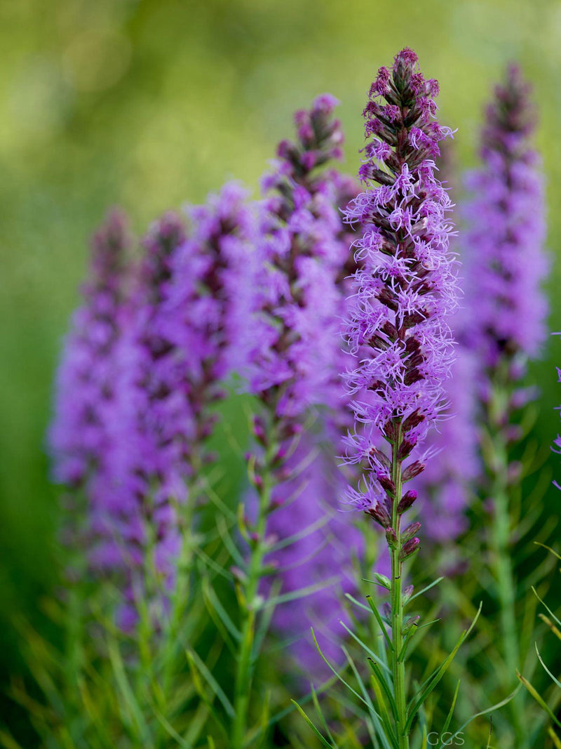30+ Dense Blazing Star Seeds / Liatris Spicata  / Gayfeather / Perennial Plant / (G133) FSP flower spore