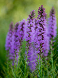 30+ Dense Blazing Star Seeds / Liatris Spicata  / Gayfeather / Perennial Plant / (G133) FSP flower spore