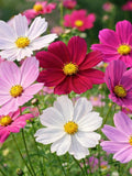 50 Cosmos Sensation Mix Seeds Ð Pink, Rose & White Cottage Garden Flowers flower seeds