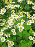 Feverfew Flower Seeds Ð Tanacetum parthenium | Pollinator Herb | Perennial Cottage Garden | 50 Seeds flower spore