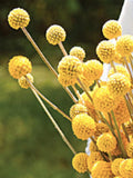 Drumstick Billy Button Flower Seeds - Craspedia Globosa, 30 Seeds flower spore