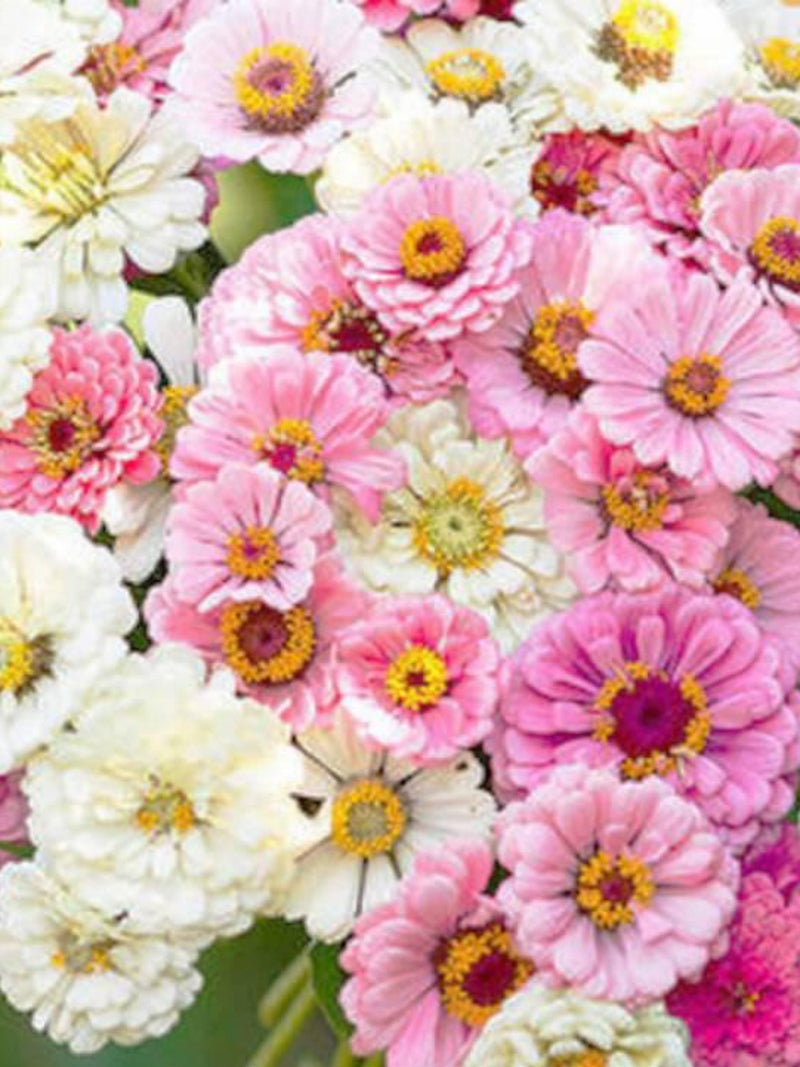 Blushing Bride Zinnia Flower Mix, Zinnia Elegans, Pink and White Colour, Cottage Garden, 25 Seeds flower seeds