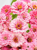 Luminosa Light Pink Zinnia Flower Seeds Ð Zinnia elegans | Giant Double Blooms | Pollinator-Friendly | For Bouquet and Cut Flower | 25 Seeds flower spore