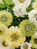 25 Creamy Lemon and Lime Mix Zinnia Seeds / Zinnia elegans / Cottage Garden / Cut Flower flower seeds