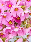 Gloria Cosmos Seeds | Soft Pink Blooms, Cut Flower Favourite (25+ Seeds) flower spore