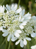 White Finch Orlaya - Orlaya grandiflora, Cottage Garden, Bouquet Filler, 20 Seeds flower seeds
