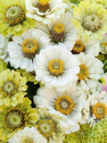 25+ Green and White Zinnia Mix / Key Lime Pie Zinnia Mix Seeds / Zinnia Elegans / Flower Bouquet / (D13) F seeds bulk