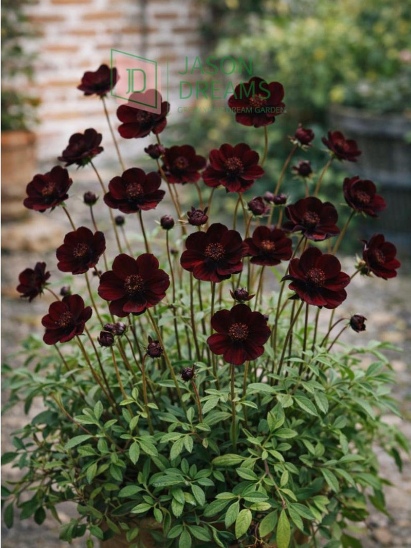 Chocolate Cosmos Seeds 100PCS Ð Dark Brown Fragrant Flowers Perennial Garden Plant flower seeds