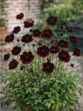 Chocolate Cosmos Seeds 100PCS Ð Dark Brown Fragrant Flowers Perennial Garden Plant flower seeds