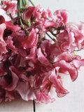Spencer Mars Sweet Pea Seeds, 30 Count seeds bulk