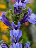 250 Great Blue Lobelia seeds, Lobelia siphilitica, wildflower, native plant, bulk seeds bulk