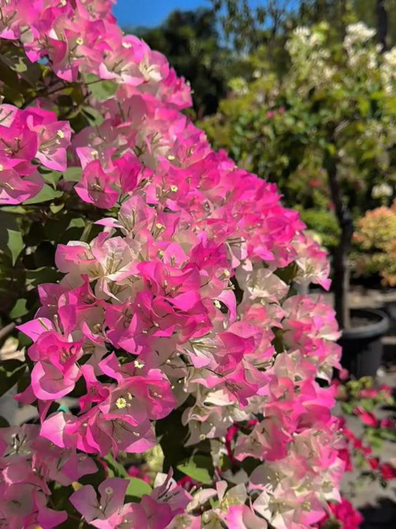 100 Mixed Color Bougainvillea Seeds | Ornamental Vine seeds bulk