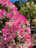 100 Mixed Color Bougainvillea Seeds | Ornamental Vine seeds bulk