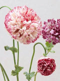 Flemish Antique Peony Poppy Seeds | Vintage Double Blooms | Easy to Grow | Winter Sowing Friendly flower spore