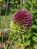 20 Allium Drumstick Bulbs - Deep Purple Sphaerocephalon - Hardy Perennial Fall Planting flower spore