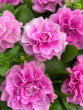 Bred Double Pink Petunia Seeds Ð 10 Count, Large Blooms & Heavy Flowering,  Prolific for Non-Stop flower seeds