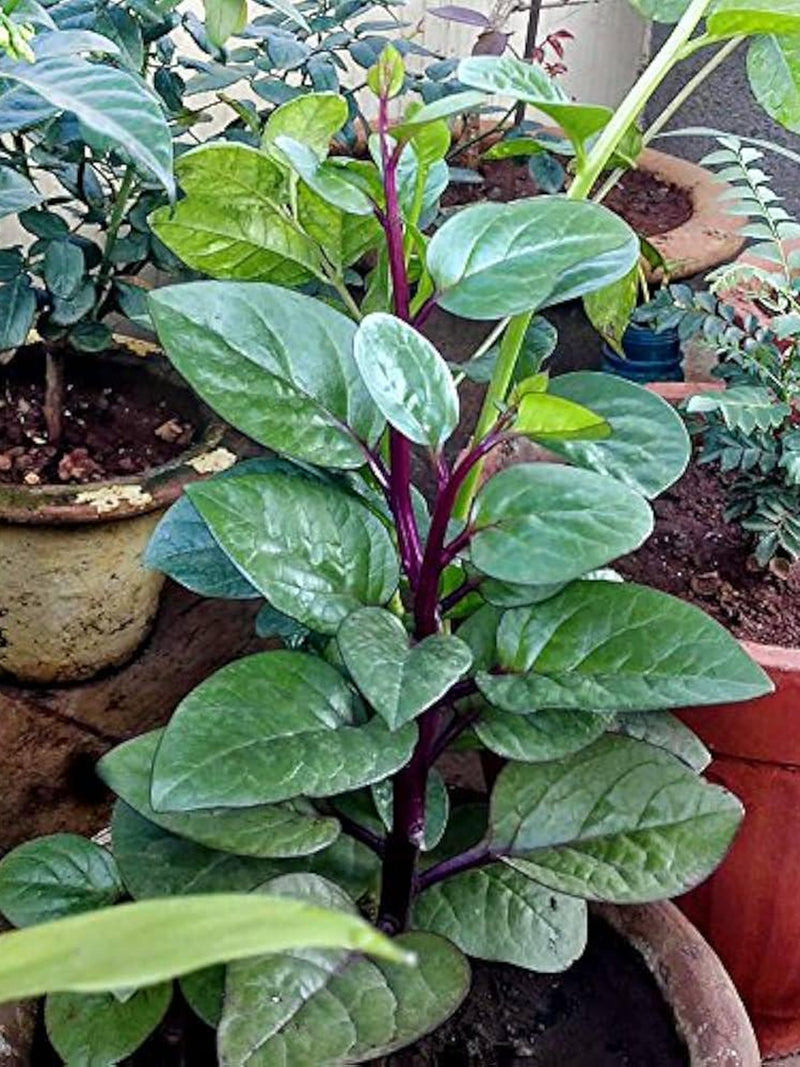 Malabar Spinach, Vegetable seeds Suitable for Canada. Save on Shipping, Buy More, Pay Less flower seeds