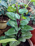 Malabar Spinach, Vegetable seeds Suitable for Canada. Save on Shipping, Buy More, Pay Less flower seeds