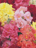 Madame Butterfly Snapdragon 10 or 25 Seeds, Multi-Petal Azalea Style seeds bulk