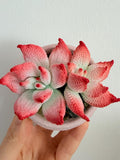 Micro Crochet Red Succulent Desk Decor Handmade Plant faux plants