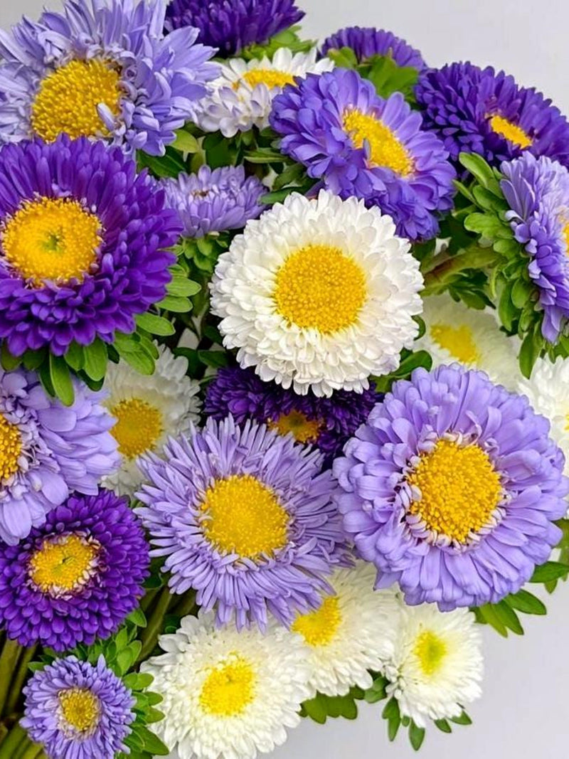 Aster Seeds ÒThe Blues MixÓ | Blue Purple White China Aster | Cut Flower Garden flower spore