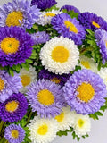 Aster Seeds ÒThe Blues MixÓ | Blue Purple White China Aster | Cut Flower Garden flower spore