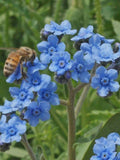 10 or 25 Blue or Pink Forget Me Not seeds seeds bulk