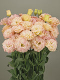 Lisianthus Echo Champagne 10 or 25 seeds flower seeds