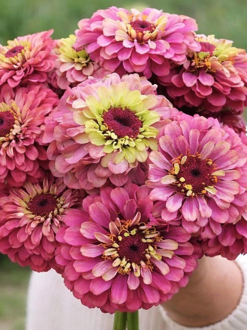 Zinnia Seeds Queeny Lime Red  | Rare Cut Flower | Double Bloom | Cottage Garden | Easy to Grow flower seeds