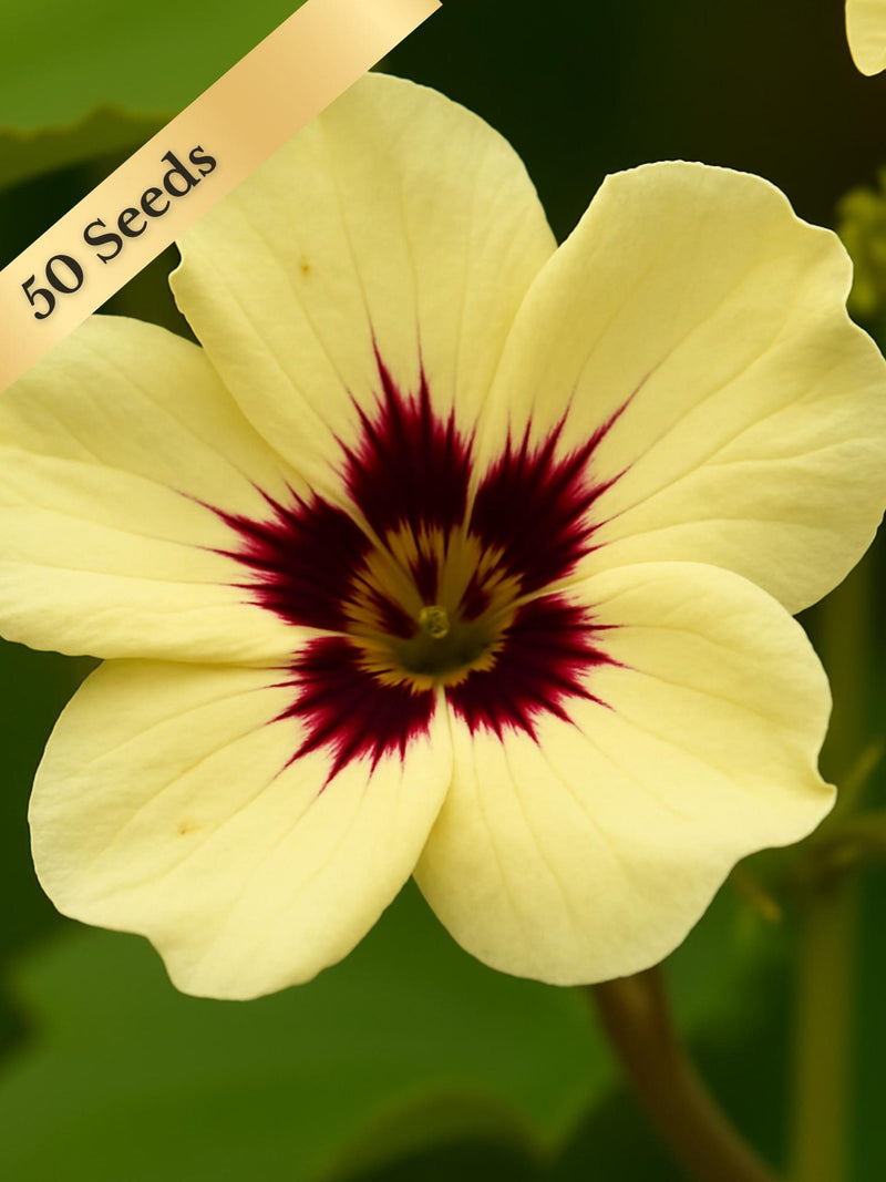 Ladybird Cream Purple Spot Nasturtium Seeds (Tropaeolum majus)Ð25 or 50 Seeds for Trailing Heirloom, Edible Flowers, Annual flower spore