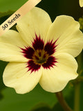 Ladybird Cream Purple Spot Nasturtium Seeds (Tropaeolum majus)Ð25 or 50 Seeds for Trailing Heirloom, Edible Flowers, Annual flower spore
