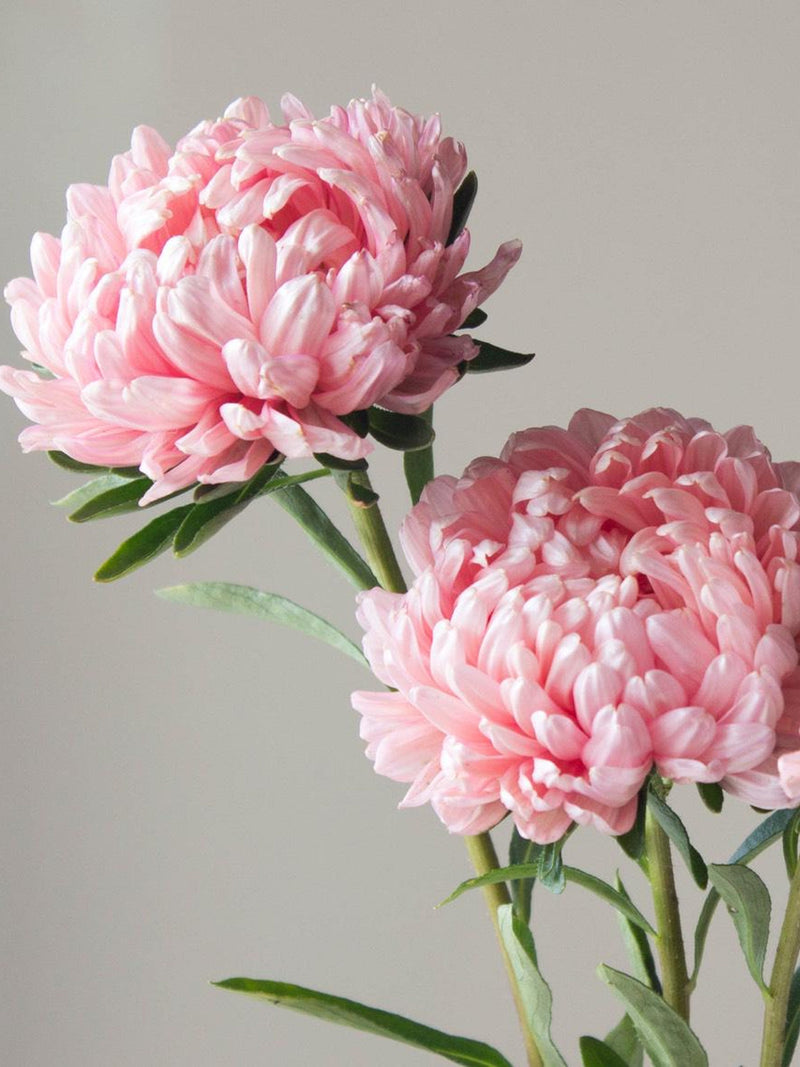 Apricot Pink Aster Seeds, Duchess Peony Type, 25 Seeds seeds bulk